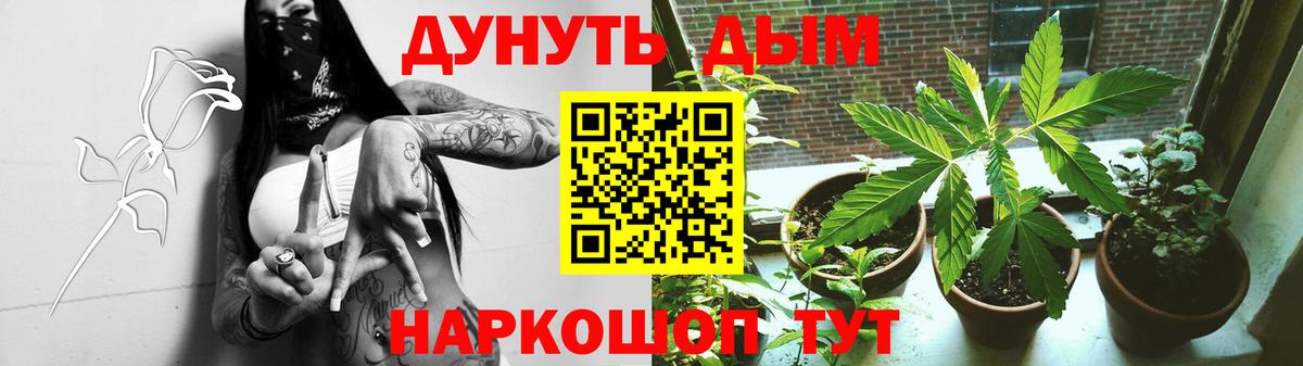 Шишки марихуана планчик  Марихуана THC 21%  Вход с VPN  Холмск  Марихуана семена  Шишки марихуана конопля 